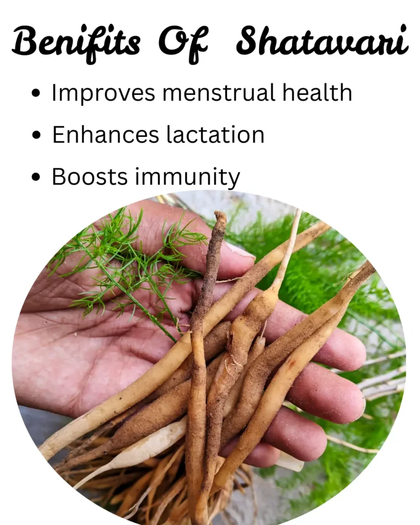 Benifits Of Shatavari