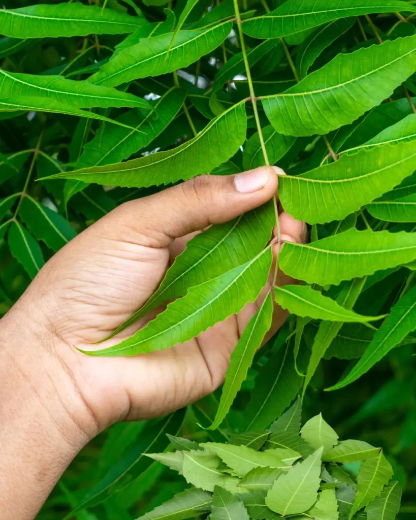 Benifts Of Neem